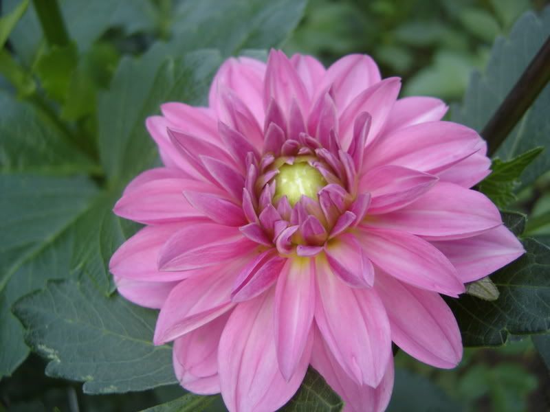 Photo Sharing and Video Hosting at Photobucket